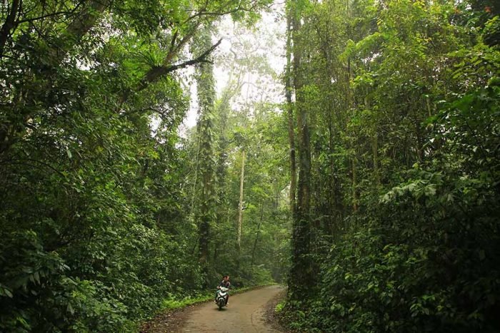Explore the Latest Travel Experiences in Cuc Phuong Forest