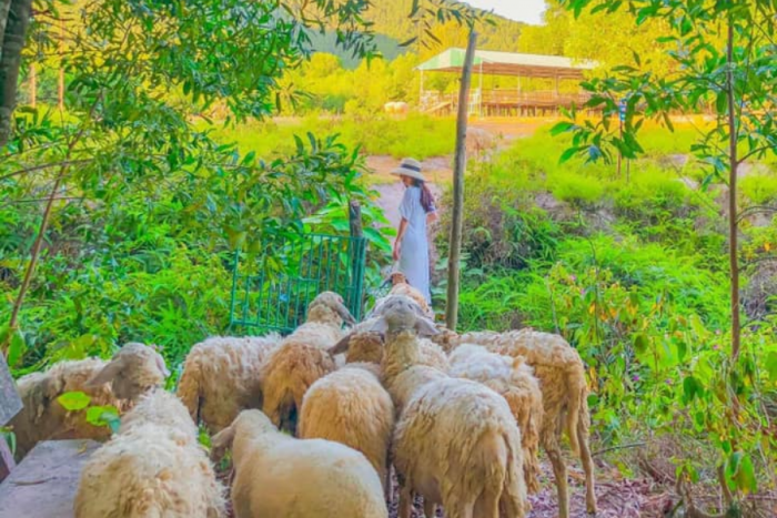 Cánh đồng nuôi cừu