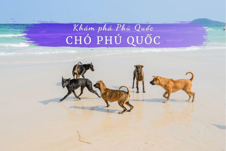 Chó Phú Quốc: 1 Trong 4 Quốc Khuyển Của Việt Nam