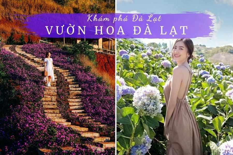 Top 10 vườn hoa Đà Lạt | Những cánh đồng hoa đẹp ở Đà Lạt