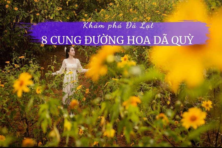 8 cung đường Hoa Dã Quỳ đẹp nhất Đà Lạt | Mùa hoa Dã Quỳ
