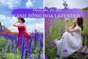 Vườn hoa Lavender Đà Lạt