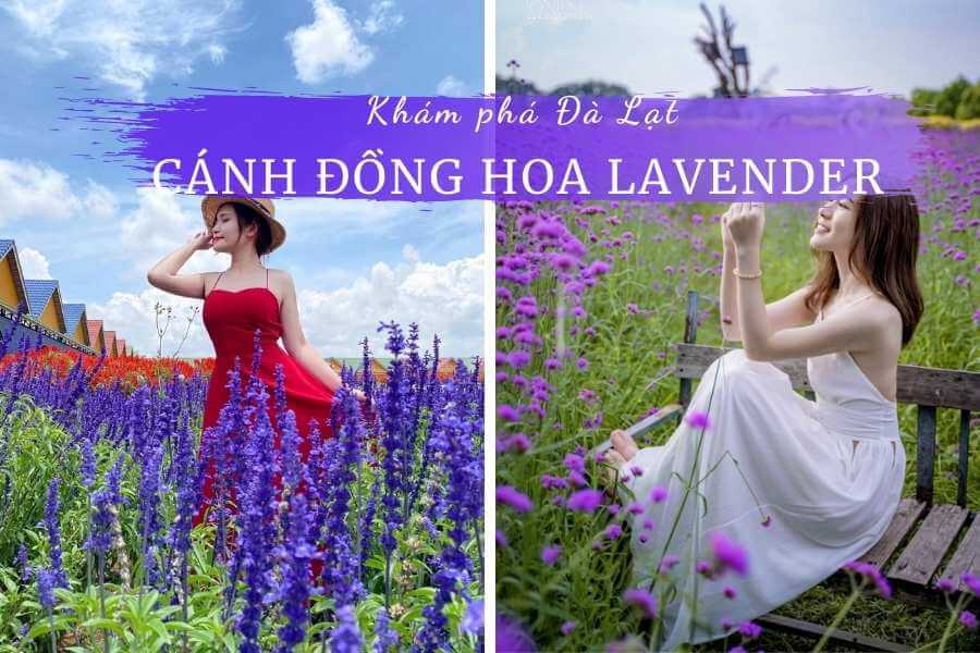 Review 4 vườn hoa Lavender Đà Lạt: Tháng mấy nở đẹp nhất?