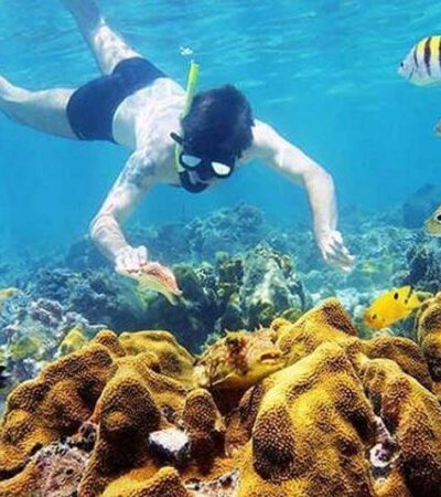 Lặn ngắm san hô là một trải nghiệm rất thú vị khi tham gia tour Cù Lao Chàm 1 ngày.