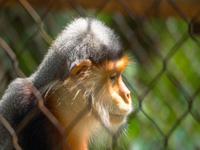 Endangered Primate Rescue Center