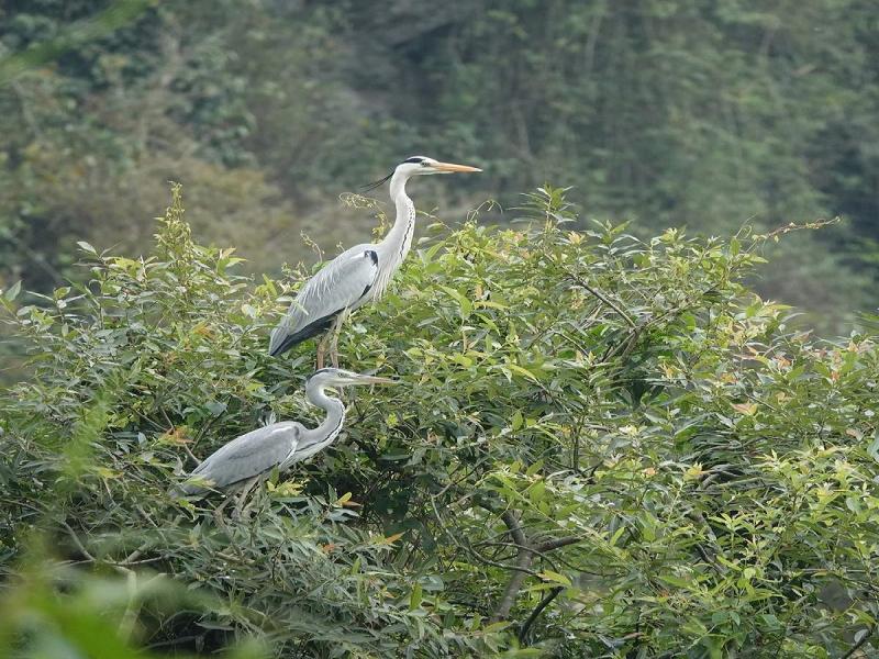 Thung Nham Bird Park