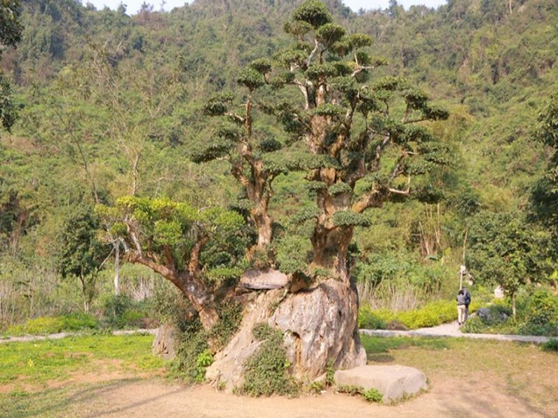 Thung Nham Bird Park